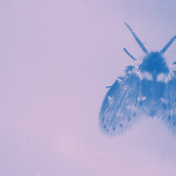 O zen e a arte de matar mosquinhas de banheiro